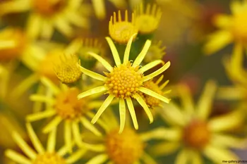 Ragwort close.jpg